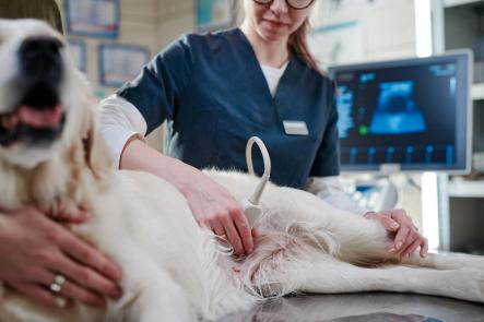 Ultraschallgeräte
für Tierärzte